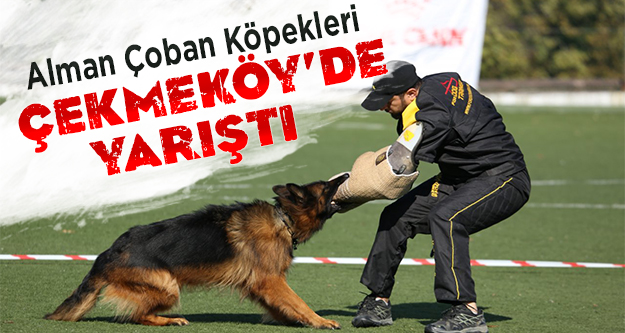 Alman çoban köpekleri Çekmeköy'de yarıştı