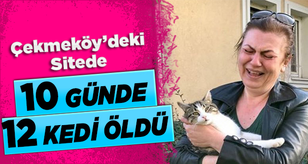 Çekmeköy’deki sitede 10 günde 12 kedi öldü