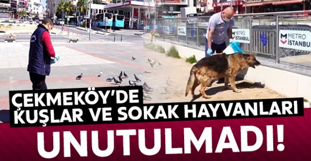Çekmeköy'de kuşlar ve sokak hayvanları unutulmadı