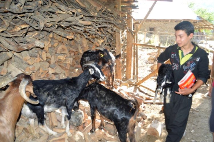 Adanalı Çobanın TEOG Zaferi! Dağda Keçi Otlatırken Fen Lisesini Kazandı