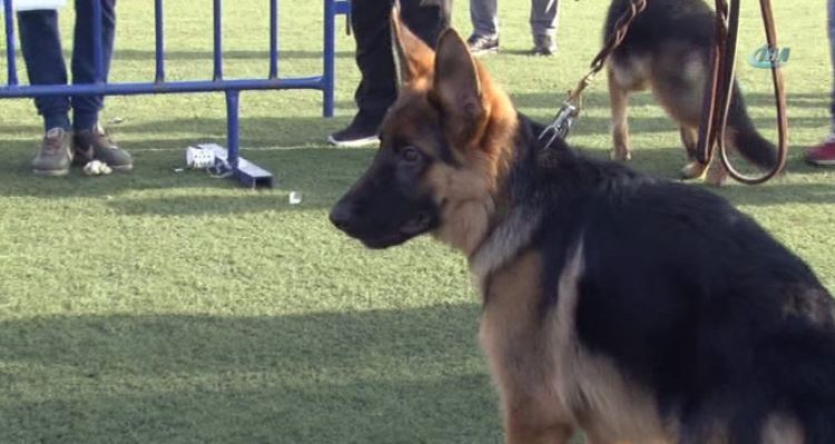 Alman çoban köpekleri Türkiye Şampiyonası için yarıştı