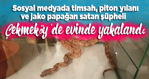 Sosyal medyada timsah, piton yılanı ve jako papağan satan şüpheli Çekmeköy'de evinde yakalandı