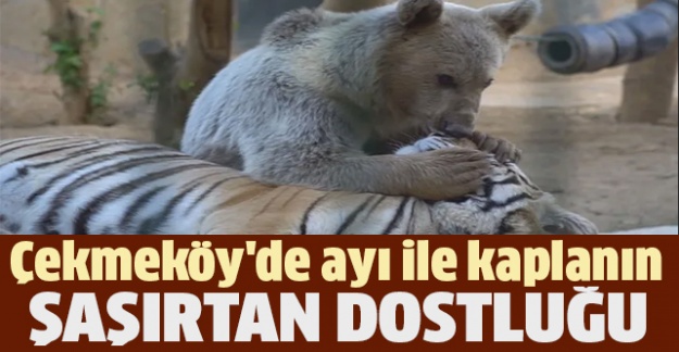 Çekmeköy'de ayı ile kaplanın şaşırtan dostluğu