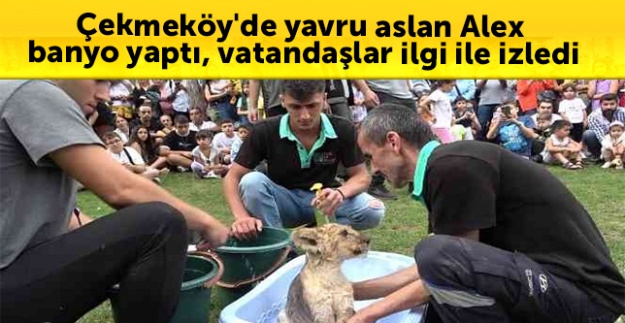 Çekmeköy'de yavru aslan Alex banyo yaptı, vatandaşlar ilgi ile izledi