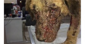 Kimyasal Maddeyle Yaralanan Köpek Tedavi Altına Alındı