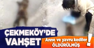 Çekmeköy'de vahşet!  Anne ve yavru kediler öldürülmüş halde bulundu