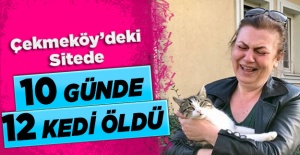 Çekmeköy’deki sitede 10 günde 12 kedi öldü