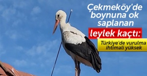 Çekmeköy'de boynuna ok saplanan leylek kaçtı: Türkiye'de vurulma ihtimali yüksek